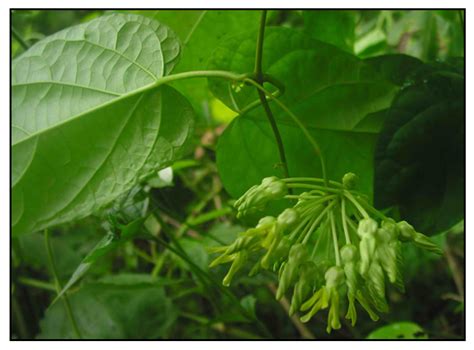 sabidukong plant in tagalog|Telosma procumbens .